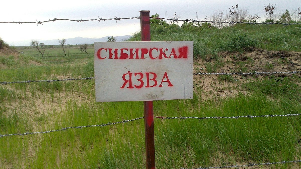 sibirskaya_yazva-Cropped.jpg