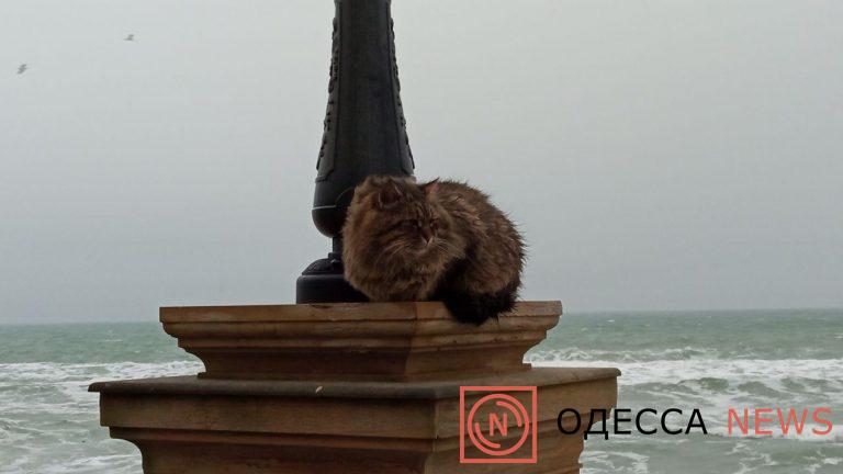 Кот на одесском побережье