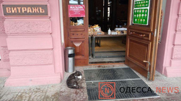 Кот на пороге ресторана в Одессе