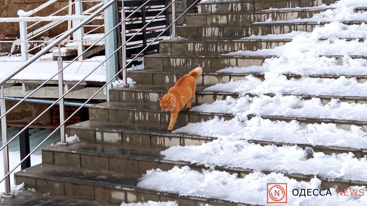 Приютские животные в Одессе нуждаются в нашей помощи - Одесса News