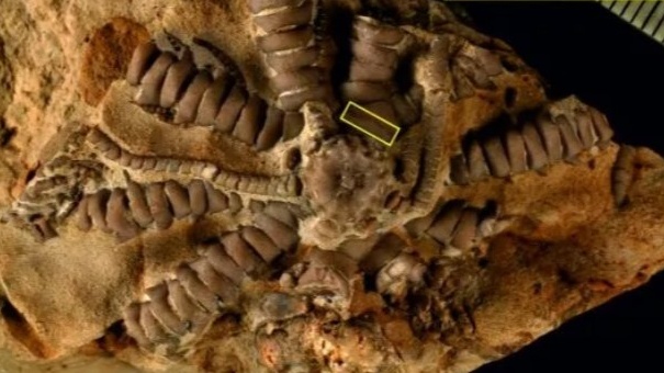 ausichicrinites-zelenskyyi-fossil-named-after-zelensky_39-Cropped.jpg