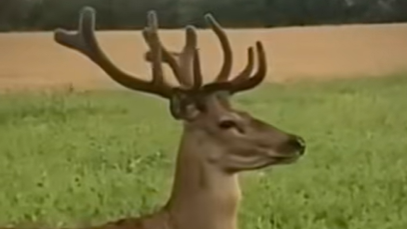 _2026-08-12_231615023-Cropped.png